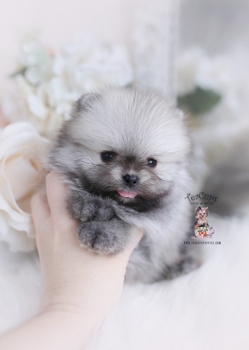 pomeranian teacup puppies