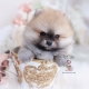 pomeranian puppy for sale