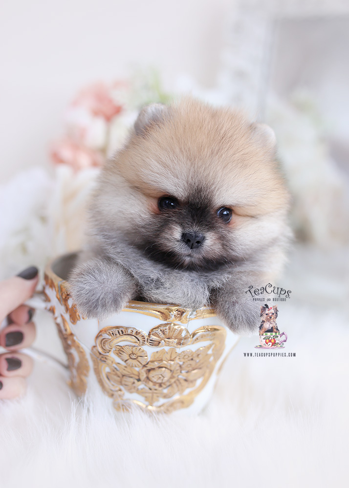 pomeranian puppy for sale