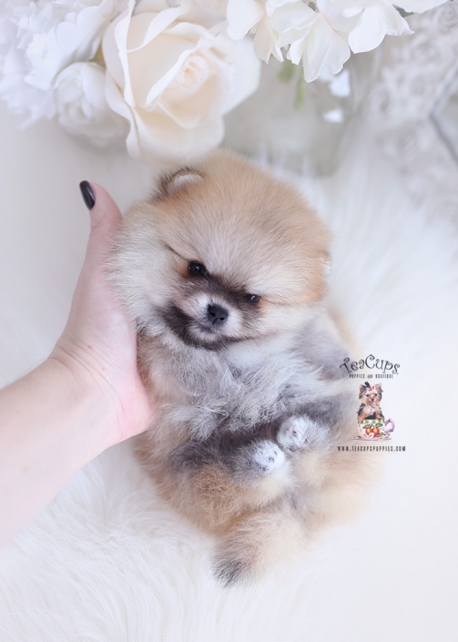 teacup pomeranian