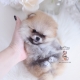 teacup pomeranian