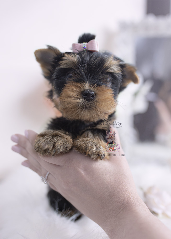 Designer Breed Puppies For Sale Teacup Puppies & Boutique