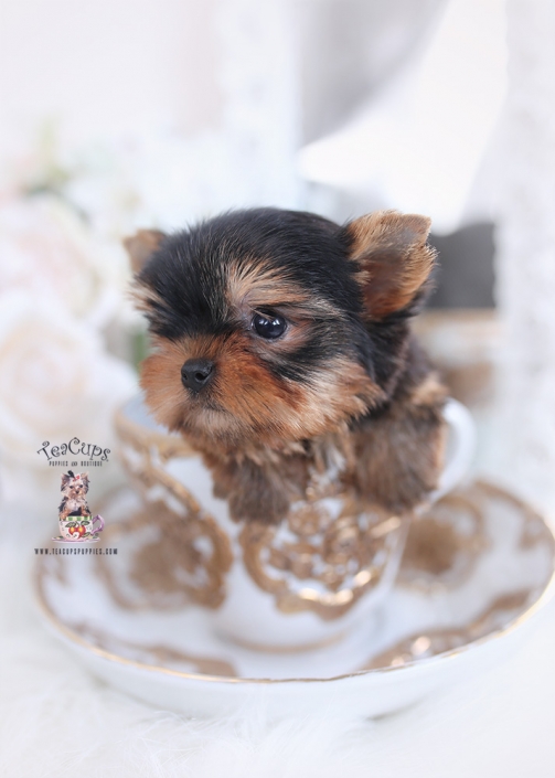 teacup yorkie