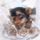 teacup yorkie