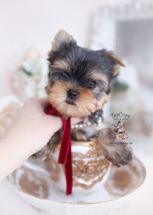 minicher yorkie