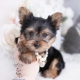 yorkie puppy