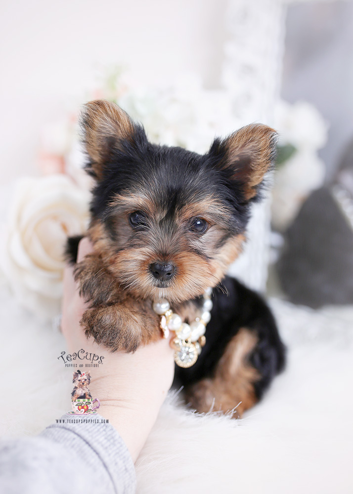 yorkie puppy