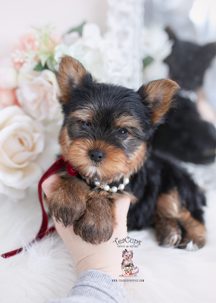 yorkie puppy