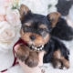 yorkie puppy