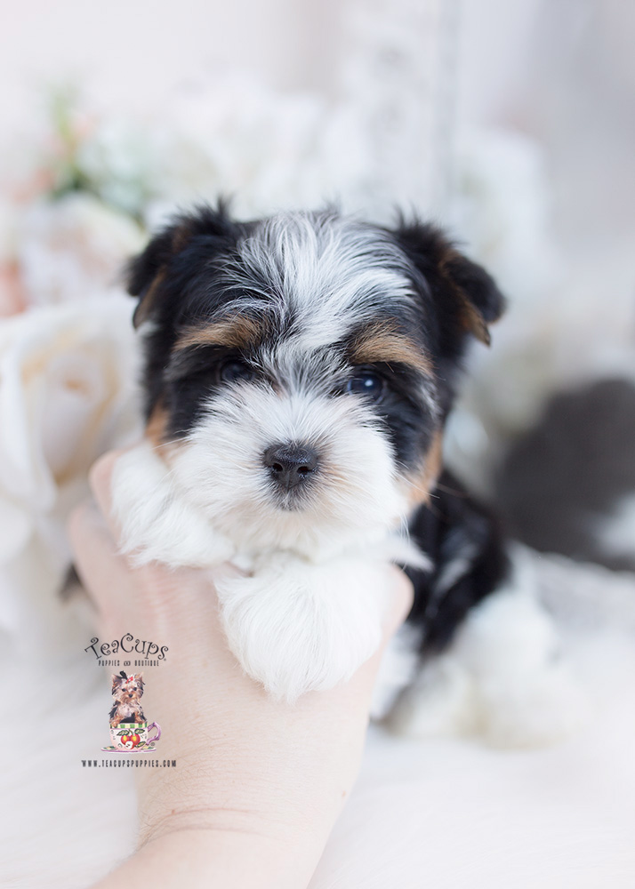 Biewer Terrier 595 Teacup Puppies Boutique Biewer Terrier 595 Teacup Puppies Boutique