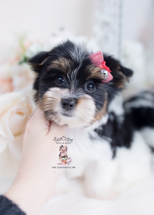 Biewer Terrier Puppies For Sale by TeaCups, Puppies & Boutique Teacup Puppies & Boutique