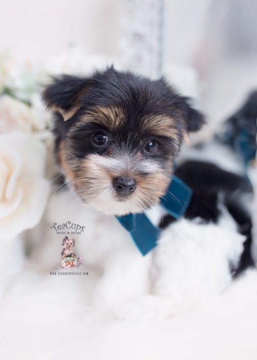 Biewer Terrier Puppies For Sale by TeaCups, Puppies & Boutique Teacup Puppies & Boutique