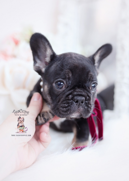 black tan frenchie