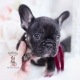 black tan frenchie