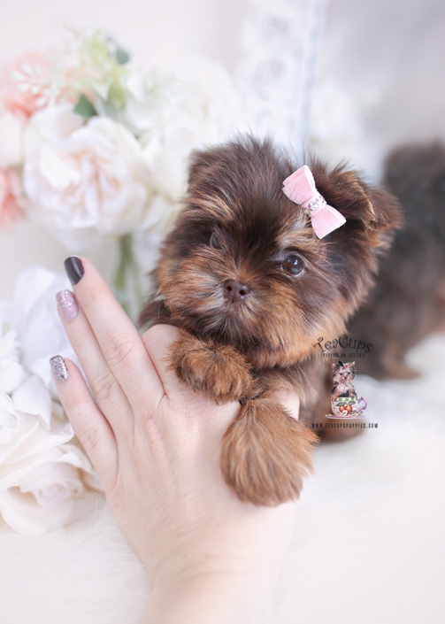 chocolate yorkie