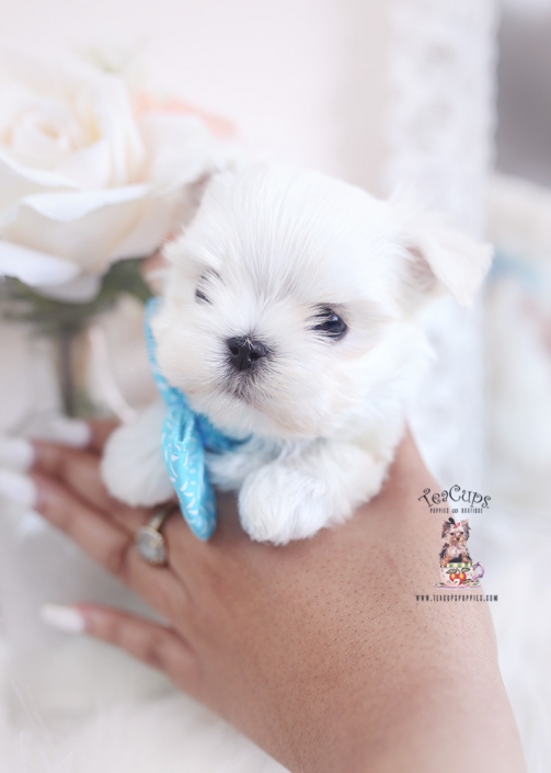 tiny maltese teacup puppies