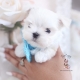 tiny maltese teacup puppies