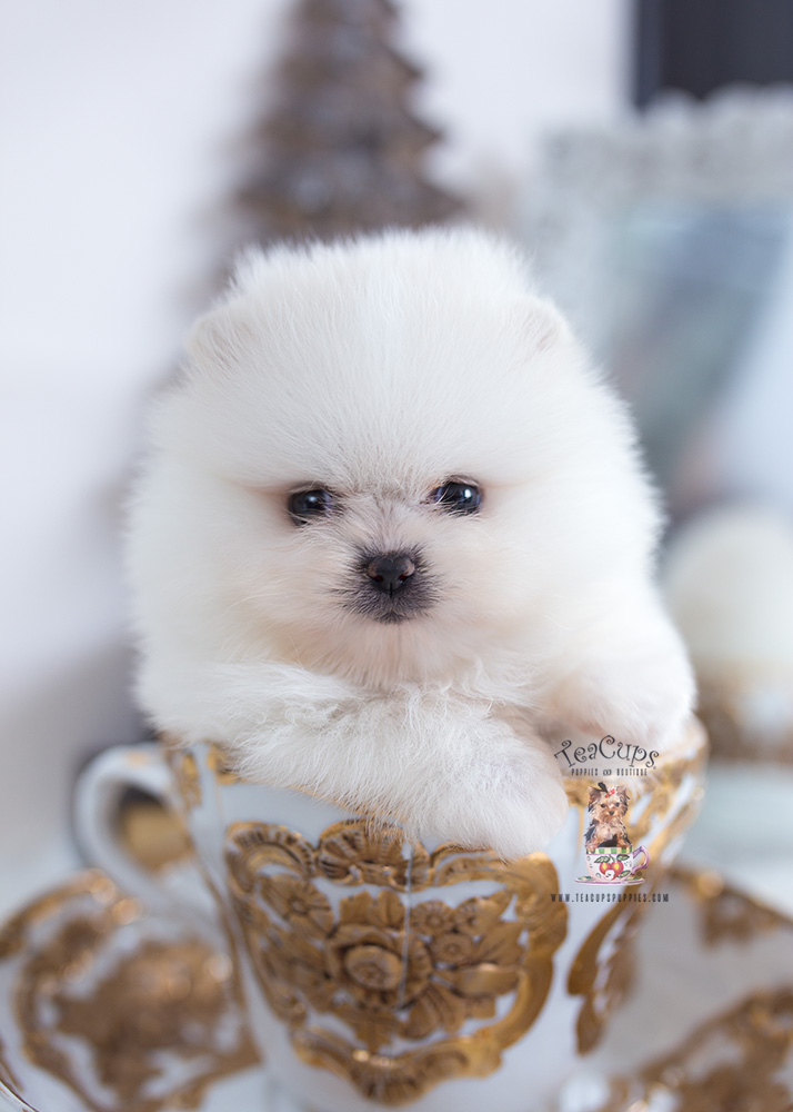 Cream Pomeranian Puppy For Sale Teacup Puppies & Boutique