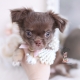 chocolate long haired chihuahua