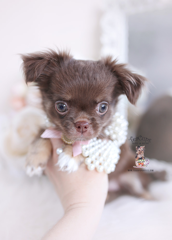 chocolate long haired chihuahua