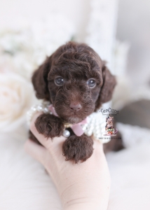 chocolate poodle puppy