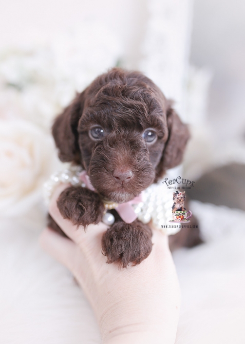 chocolate poodle puppy