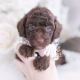 chocolate poodle puppy