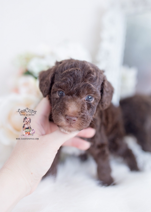 chocolate poodle for sale