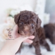 chocolate poodle for sale