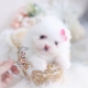 pomeranian teacup puppies miami