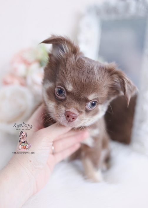 long haired chihuahua