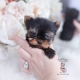 micro teacup yorkie baby