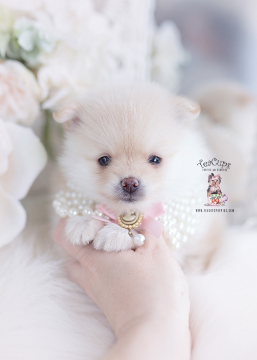 pomeranian puppy