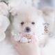 pomeranian puppy