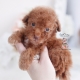 red poodle puppies for sale