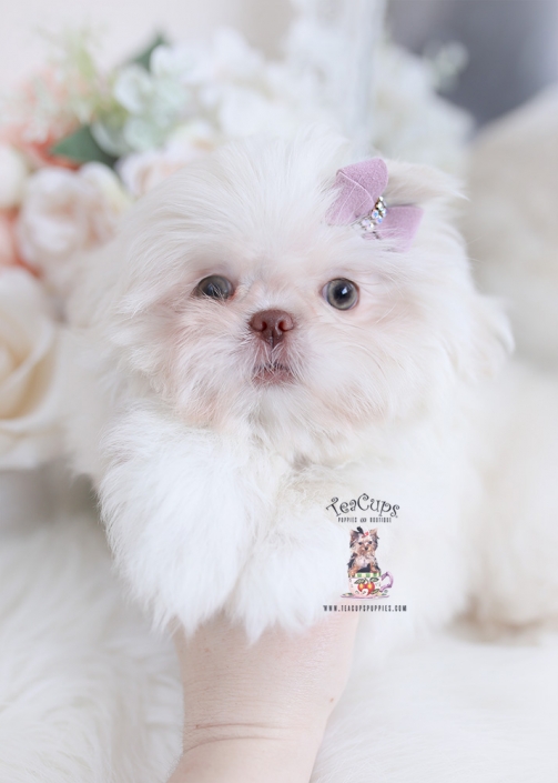 Imperial Shih Tzu Puppies For Sale by TeaCups, Puppies & Boutique