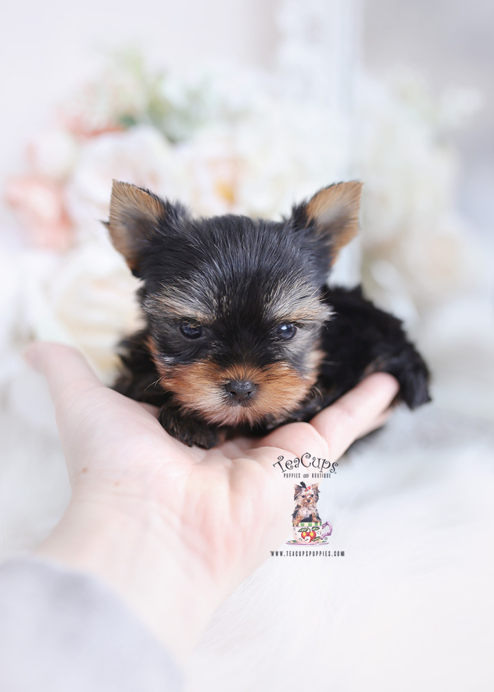 teacup yorkie puppy