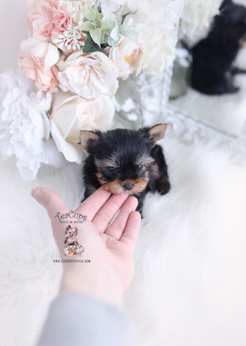 teacup yorkie puppy