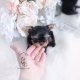 teacup yorkie puppy