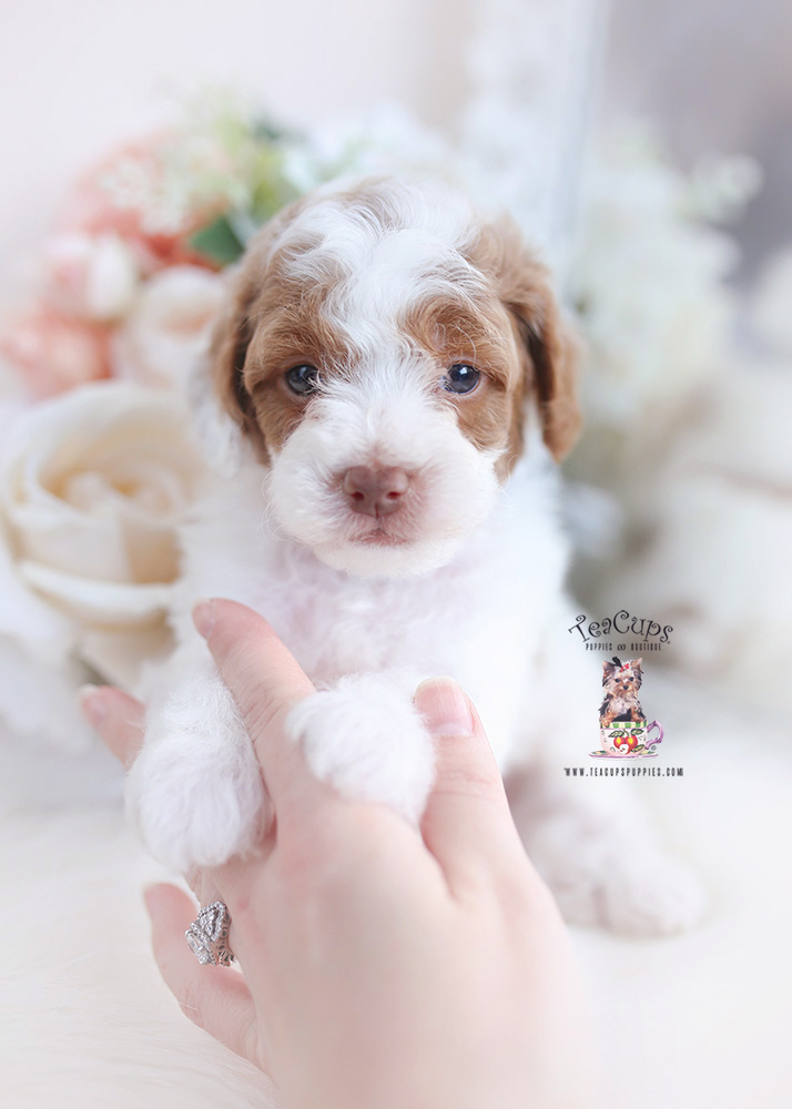 apricot parti poodle puppy