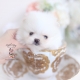 teacup pomeranians florida