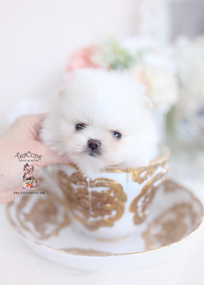 teacup pomeranians florida