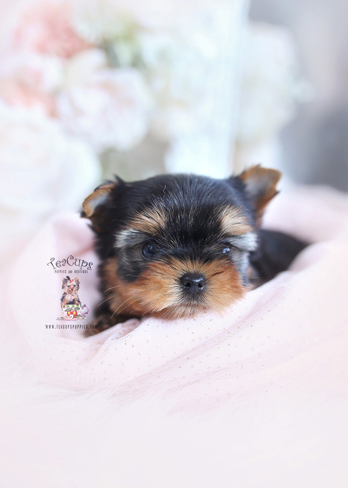 yorkielasta Teacup Puppies & Boutique