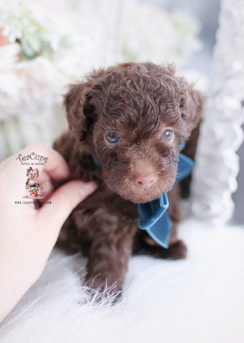 miniature toy poodle puppies for sale