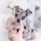 merle chihuahua puppy for sale