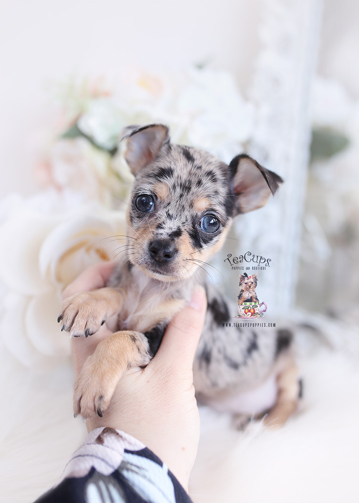 merle chihuahua puppy for sale