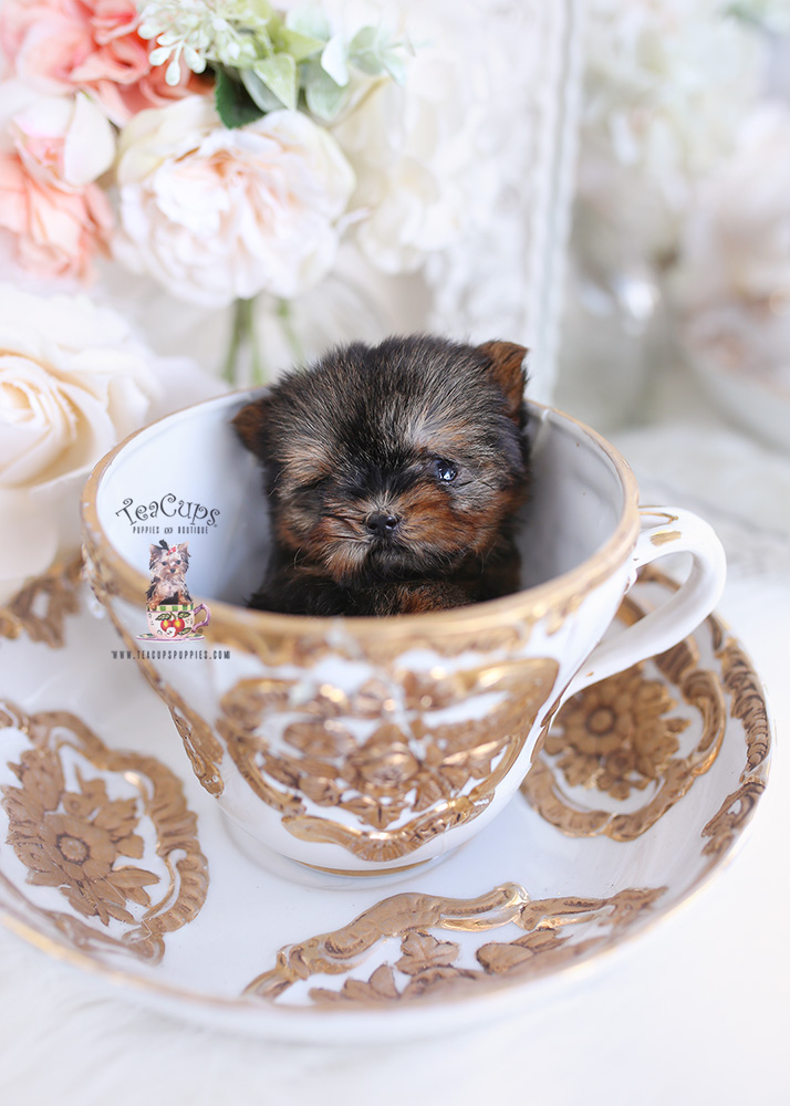 micro teacup yorkie