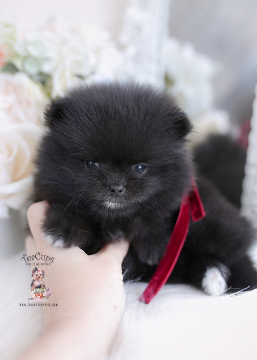 Tiny Teacup Pomeranian Teacup Puppies & Boutique