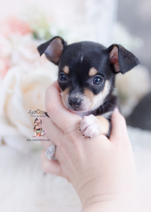 Teacup Chihuahuas And Chihuahua Puppies For Sale By Teacups Puppies Boutique Teacup Puppies Boutique