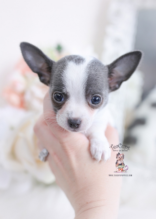 teacup deer head chihuahua